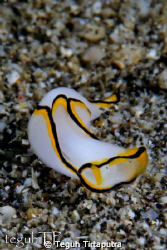 Chelidonura  pallida. Nudi branch. Canon EOS 400D, 100mm ... by Teguh Tirtaputra 